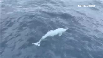 開島25年來首次！白化海豚龜山島現蹤