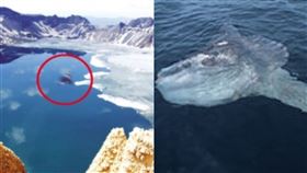 ▲天池；翻車魚；水怪（圖／翻攝自百度百科）