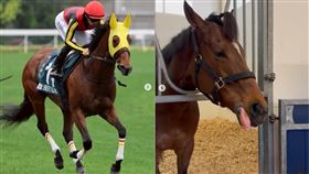 日本,自由島,Liberty Island,香港沙田馬場,女皇盃,安樂死,騎師,川田將雅（圖／川田將雅IG）