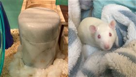  ▲張姓民眾寵物鼠過世後進行火化，被殯葬業者收費4500元。（圖／讀者提供）