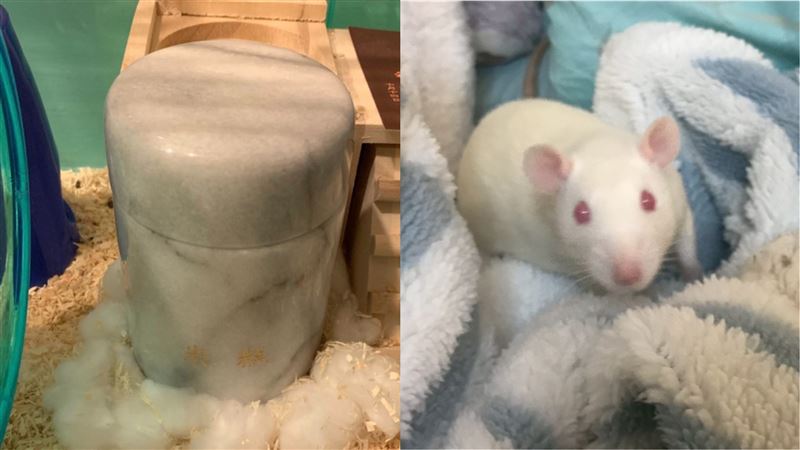 獨／500克小白鼠火化被收5千元　飼主崩潰
