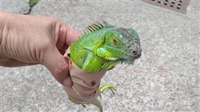 屏東持續捕捉綠鬣蜥屏東縣政府持續捕捉綠鬣蜥，去年一共捉到1萬9733隻，今年統計至10月7日已捕捉9205隻，其中小琉球占4隻。（屏東縣政府提供）中央社記者李卉婷傳真  111年10月10日