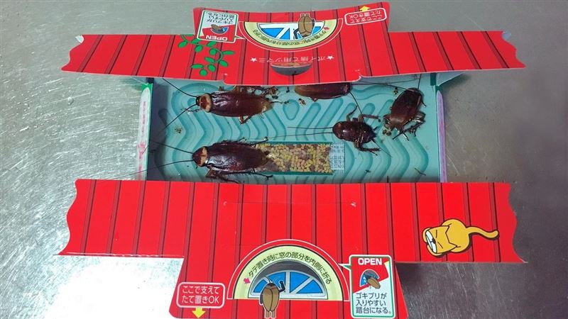 小心！蟑螂也愛「宅」　最常躲這些家電裡