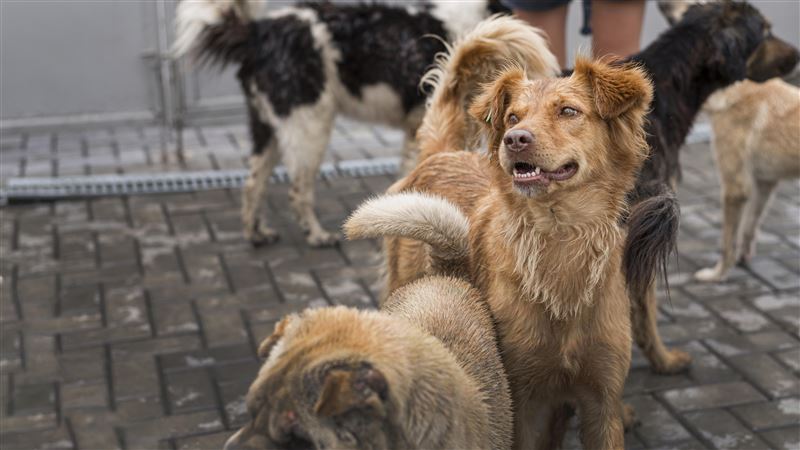 愛犬死亡沒打疫苗沒除戶　飼主挨罰3萬元