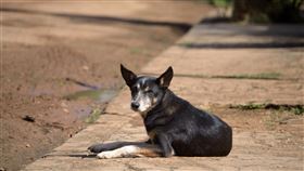 狗、流浪狗、狂犬病　示意圖/freepik