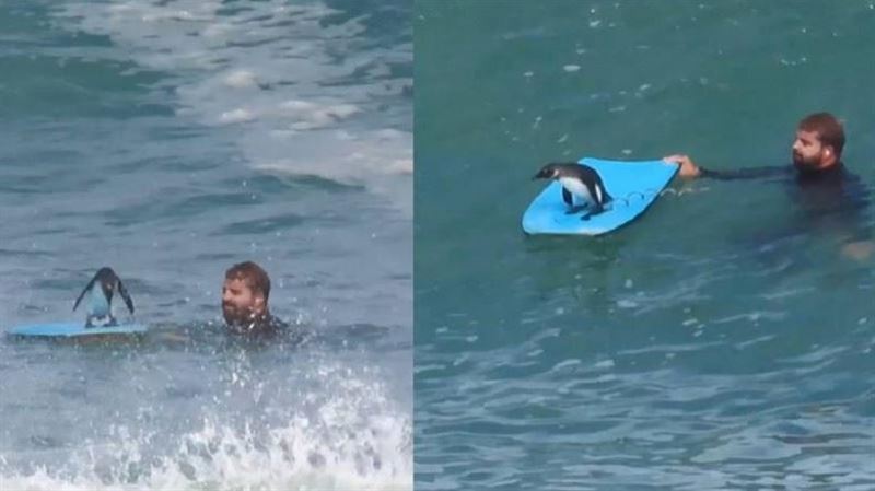 企鵝衝浪超萌畫面曝！教練：20年頭一遭