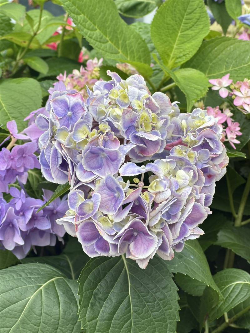 台七桃花源休閒農業區繡球盆花之美。(圖/翻攝畫面)