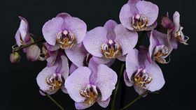 ▲專家指出，茶中豐富的礦物質能有效促進蘭花健康生長並開出更大的花朵。（示意圖／PIXABAY）