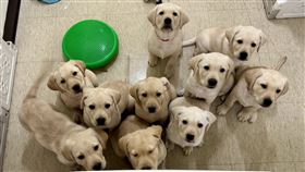 惠光10隻拉布拉多幼犬展開寄養家庭生涯惠光導盲犬學校1日表示，由香港導盲犬協會交換生Donut所產下的10隻拉布拉多幼犬展開寄養家庭生涯，這兩天分別搭乘訓練車送至高雄、新竹、桃園、新北10處寄養家庭。（惠光導盲犬學校提供）中央社記者黃旭昇新北市傳真  114年5月1日