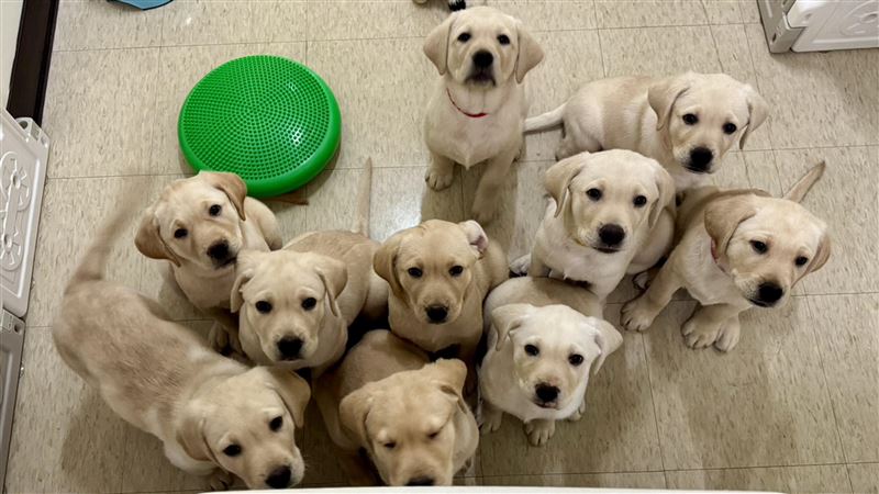 10導盲幼犬送寄養家庭　蔡英文任宣導大使