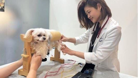 家中狗狗貓咪受傷別慌！甜菜鹼助傷口癒合