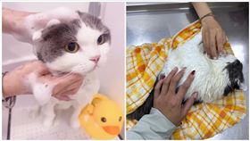 台南,寵物美容,摺耳貓,女大生,貓屍,死亡,洗澡,美容