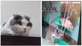 台南,寵物美容,摺耳貓,女大生,貓屍,死亡,洗澡,美容