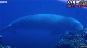 沖繩外海發現「美人魚」儒艮 推測從台灣順黑潮北上。（圖／翻攝琉球新報）

