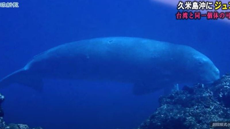 沖繩發現「美人魚」推測從台灣順黑潮北上