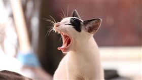 ▲打哈欠的「傳染性」是一種真實存在的心理與生理現象。（示意圖／PIXABAY）