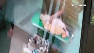 獨／愛貓送洗猝死！飼主批店家未及時送醫