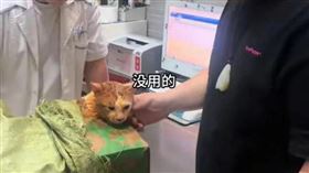 (圖／翻攝自網易）
