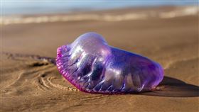 僧帽水母,西子灣,高雄市海洋局