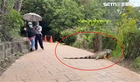 澄清湖出現巨大綠鬣蜥，散步民眾嚇壞踩空差點跌倒。（圖／J爸提供）