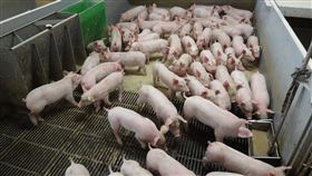 開放萊豬衝擊期過  豬肉價格穩定農委會26日表示，春節前商用台灣豬肉漲2成是開放萊豬進口初期效應，如今不含萊劑進口豬肉增加，價格已穩定。（農委會畜牧處提供）中央社記者楊淑閔傳真　110年4月26日