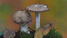 ▲ 未來建築不只是鋼筋與水泥，而是有機、可癒合、會分解的新生命體。（圖／永續新聞網官網） 