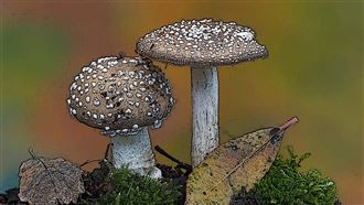 菌絲材料崛起：建築界的新生態英雄