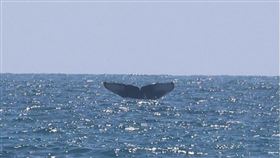 ▲大翅鯨現身。（圖／翻攝自海洋委員會海洋保育署）