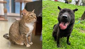 桃園動保處歡迎飼主帶毛孩回「娘家」免費健檢、施打疫苗！（動保處提供）