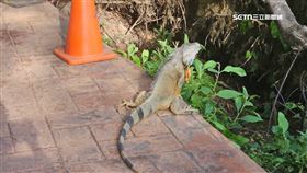 澄清湖現巨型綠鬣蜥 農業局一夜抓10隻