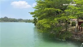 澄清湖現巨型綠鬣蜥 農業局一夜抓10隻