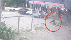 比特犬,飼主,流浪犬,撕咬（圖／珮慈星系萌寵學院提供）