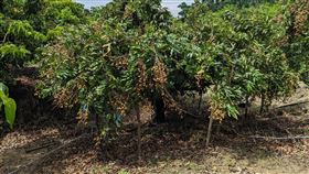 農試所改良氯酸鉀龍眼催花技術  嘉義發表農試所嘉義農業試驗分所改良氯酸鉀催花技術，可在暖冬或開花異常時，有效提高龍眼抽花穗比率達68至80%，27日在嘉義縣竹崎鄉龍眼果園發表。（農試所提供）中央社記者楊淑閔傳真  114年3月28日