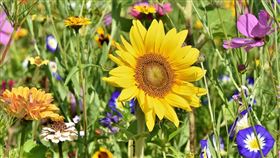 ▲《遠見》ESG獎表揚企業在環境、社會與治理面向的卓越實踐。四大金控展現永續轉型實力，成為台灣企業ESG發展的領頭羊。（示意圖／PIXABAY）