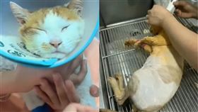 貓咪不幸身亡。（圖／翻攝自抖音）