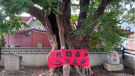 ▲樹王公。（圖／記者田筱琪攝影）