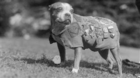 ▲最強軍犬斯達比（圖／翻攝自百度百科）