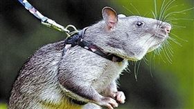 ▲甘比亞鼠 （圖／翻攝自百度百科）