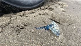 僧帽水母,新月沙灣,竹北市公所,塑膠袋（圖／翻攝自「竹北大小事」）
