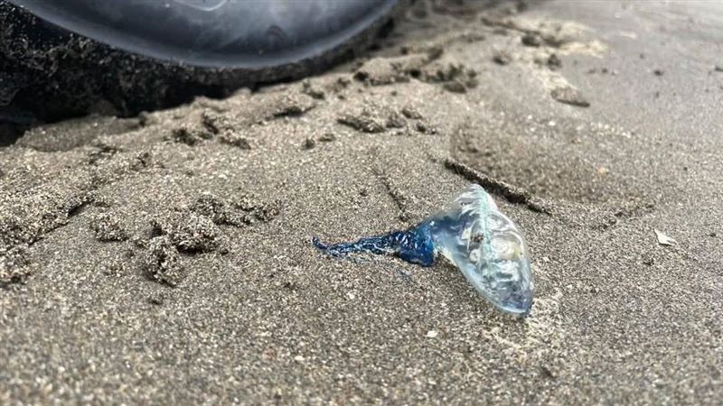 竹北沙灘「藍色塑膠袋」現蹤 公所:有毒