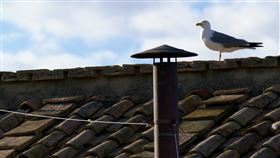 ▲教宗選舉秘密會議。（圖／翻攝自X平台 @VanticanNews）