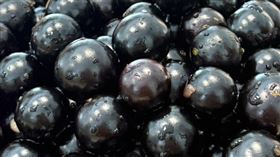 樹葡萄。（圖／記者鄭玉如攝影）