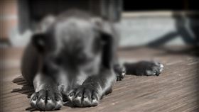 虐狗、打狗、狗狗示意圖／pixabay