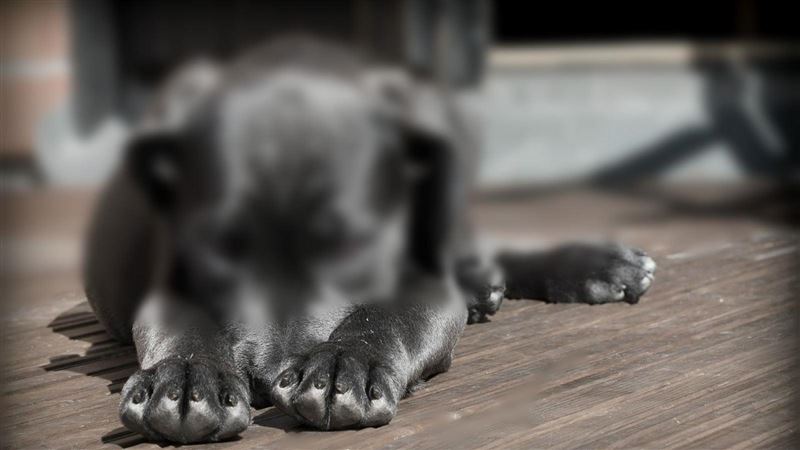 雲林虎尾驚傳「殺狗吃狗肉案」。(示意圖/pixabay)