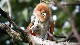 ▲杜鵑鳥（圖／翻攝自pixabay）