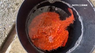 像螃蟹又像飛碟　魚販誤捕萌呆「外星魚」