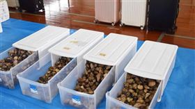 鹿兒島，奄美大島，陸寄居蟹，抓數千隻、160公斤，裝行李箱，出境，逮捕中國籍3男子（圖／翻攝自X平台 @南日本新聞）)