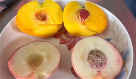 珍貴「豐香水蜜桃」，1夜被偷2千顆，彰化神農獎，果農痛心，(圖／翻攝畫面)