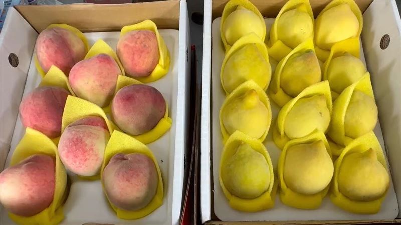 新品種水蜜桃1夜被偷2千顆　彰化神農心痛