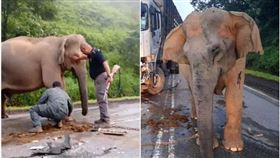 ▲小象被卡車撞死，母象嘗試救出小象未果，守在小象屍體旁不願離去，直到天亮。（圖／翻攝自中國報）